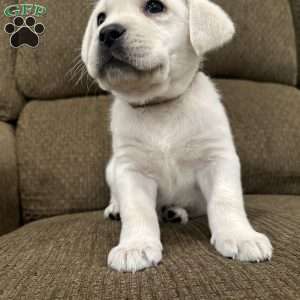 Spruce, Yellow Labrador Retriever Puppy