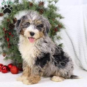 Ace, Mini Bernedoodle Puppy