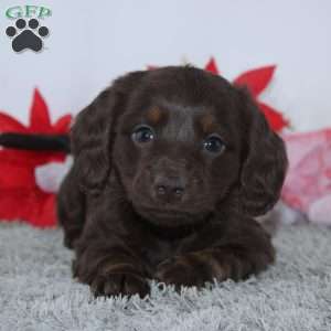 Joy, Dachshund Puppy