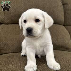 Spruce, Yellow Labrador Retriever Puppy