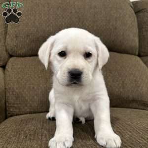 Spruce, Yellow Labrador Retriever Puppy