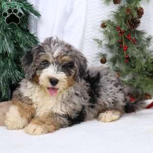 Ace, Mini Bernedoodle Puppy
