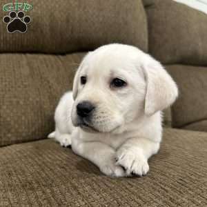 Spruce, Yellow Labrador Retriever Puppy