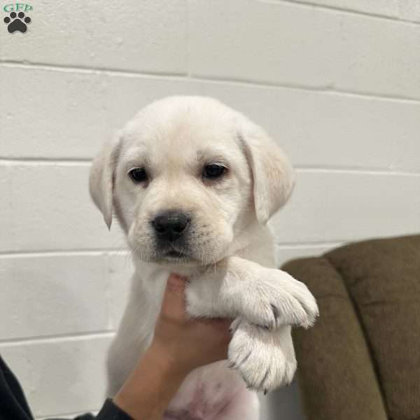 Spruce, Yellow Labrador Retriever Puppy
