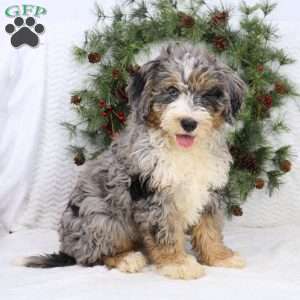 Ace, Mini Bernedoodle Puppy