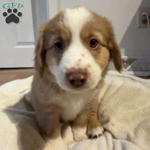 Willow, Miniature Australian Shepherd Puppy