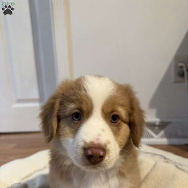 Willow, Miniature Australian Shepherd Puppy