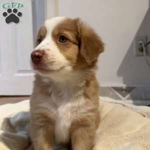 Willow, Miniature Australian Shepherd Puppy