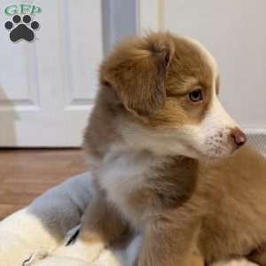 Willow, Miniature Australian Shepherd Puppy