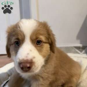 Willow, Miniature Australian Shepherd Puppy