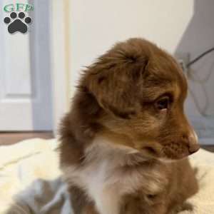 Dunkin Jr., Miniature Australian Shepherd Puppy