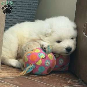 Zane, Samoyed Puppy