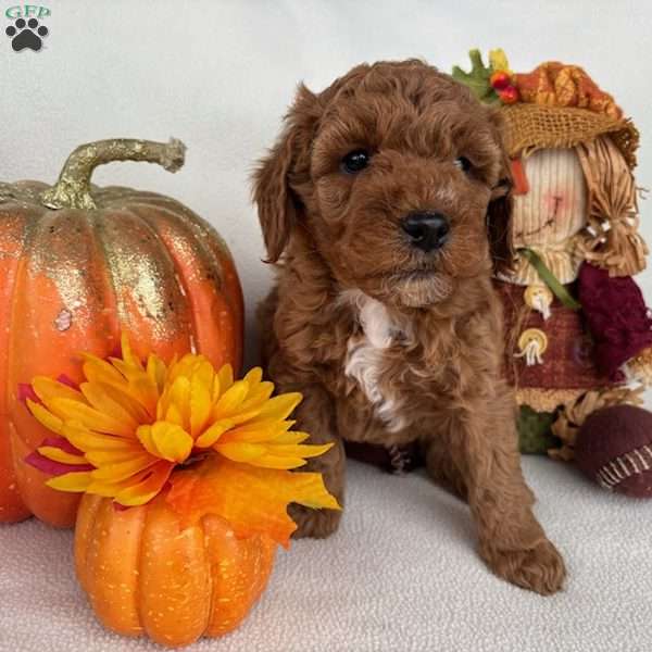 Jeremiah, Mini Goldendoodle Puppy