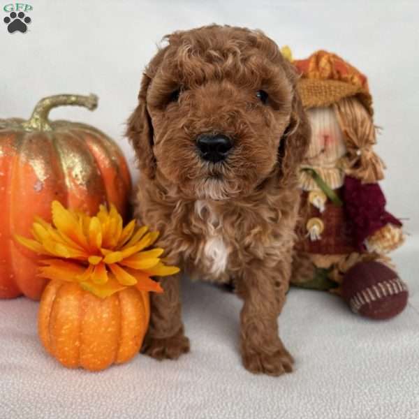 Cupcake, Mini Goldendoodle Puppy