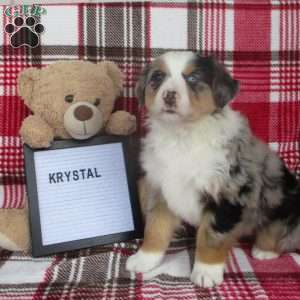 KRYSTAL, Australian Shepherd Puppy