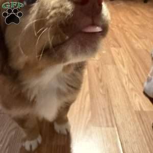 Dunkin Jr., Miniature Australian Shepherd Puppy