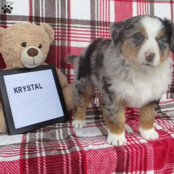 KRYSTAL, Australian Shepherd Puppy
