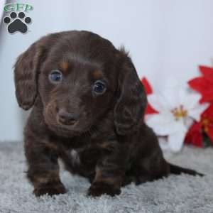 Joy, Dachshund Puppy