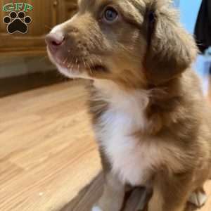 Dunkin Jr., Miniature Australian Shepherd Puppy