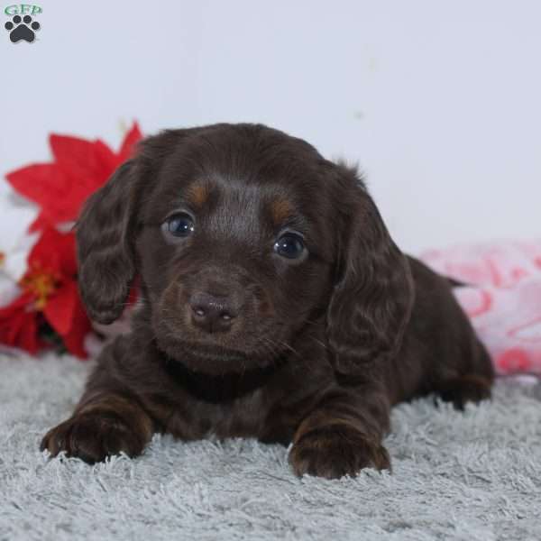 Joy, Dachshund Puppy