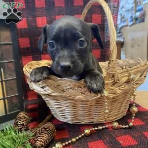 Milkyway, Chihuahua Mix Puppy