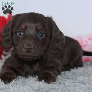 Joy, Dachshund Puppy