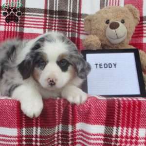 TEDDY, Australian Shepherd Puppy