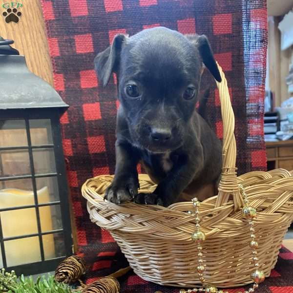 Milkyway, Chihuahua Mix Puppy