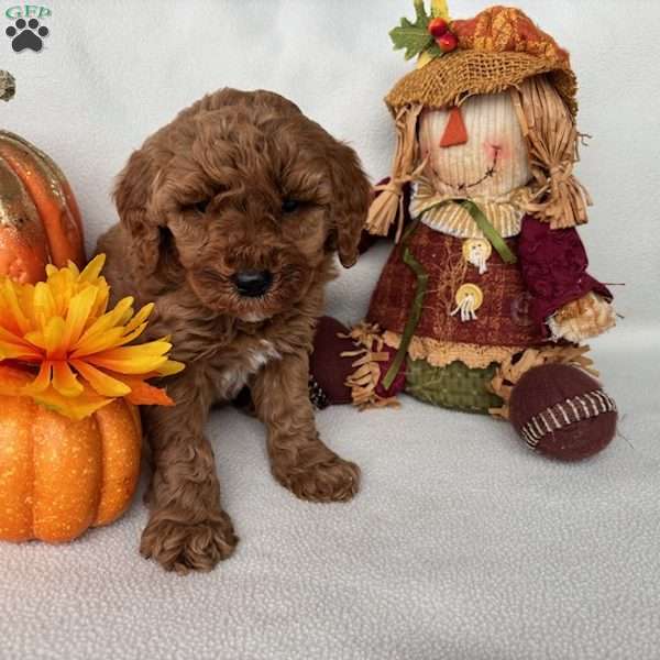 Josiah, Mini Goldendoodle Puppy