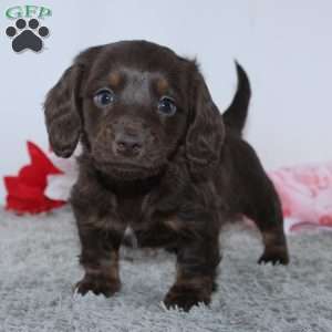 Joy, Dachshund Puppy