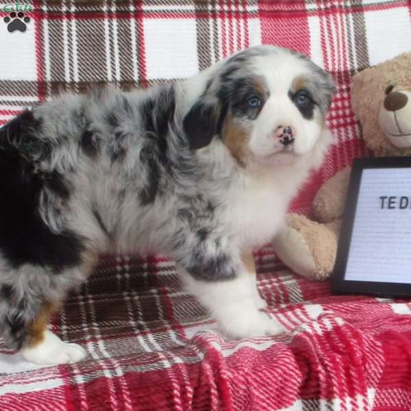 TEDDY, Australian Shepherd Puppy