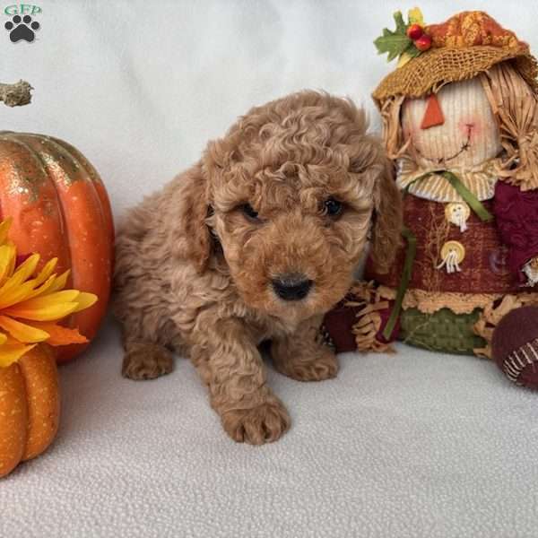 Cameron, Mini Goldendoodle Puppy