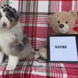 KARMA, Australian Shepherd Puppy