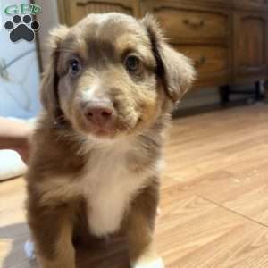 Dunkin Jr., Miniature Australian Shepherd Puppy