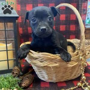 Dancer, Chihuahua Mix Puppy