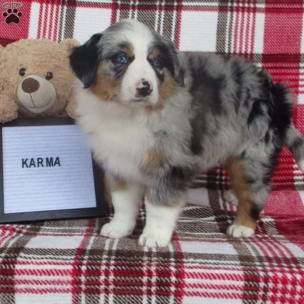 KARMA, Australian Shepherd Puppy