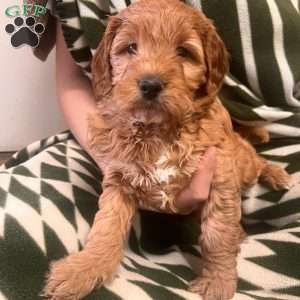 Owen, Irish Doodle Puppy