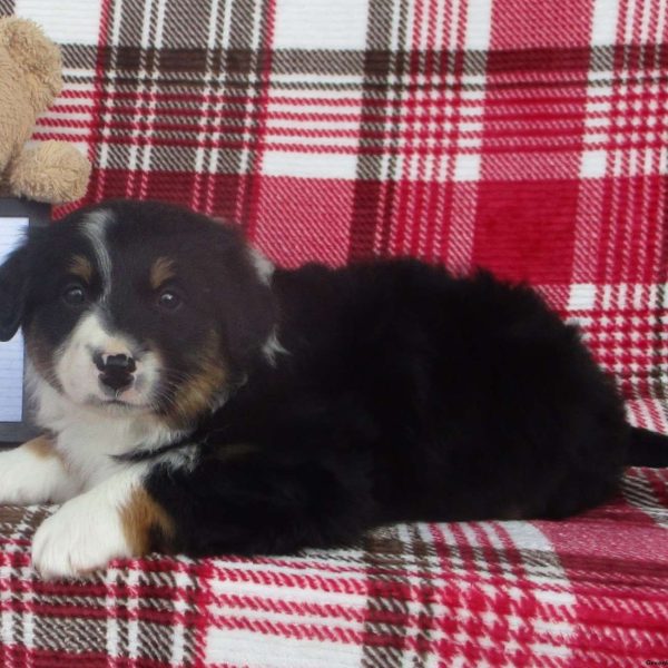 MIDNIGHT, Australian Shepherd Puppy