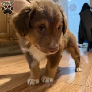 Dunkin Jr., Miniature Australian Shepherd Puppy