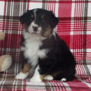 MIDNIGHT, Australian Shepherd Puppy