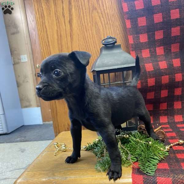 Dancer, Chihuahua Mix Puppy