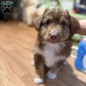Dunkin Jr., Miniature Australian Shepherd Puppy