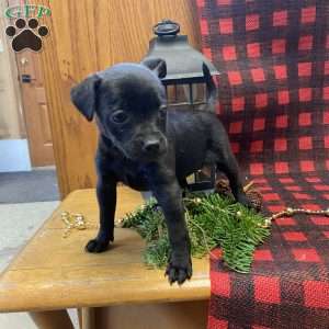 Dancer, Chihuahua Mix Puppy