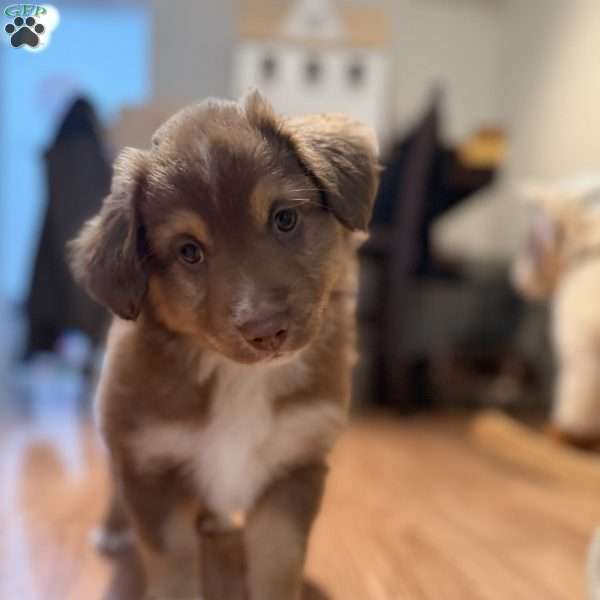 Dunkin Jr., Miniature Australian Shepherd Puppy