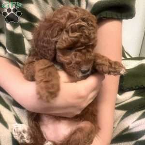 Ciara, Irish Doodle Puppy