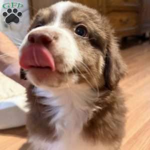 Forest, Miniature Australian Shepherd Puppy