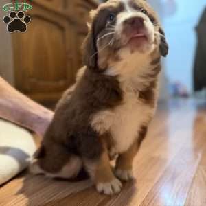 Forest, Miniature Australian Shepherd Puppy