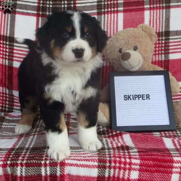 SKIPPER, Australian Shepherd Puppy