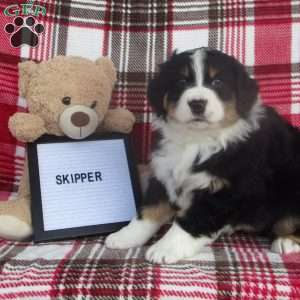 SKIPPER, Australian Shepherd Puppy