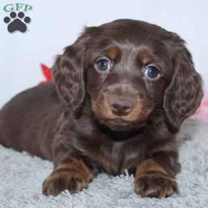Jade, Dachshund Puppy